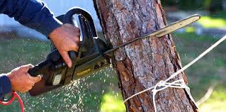 Best Utility Line Clearance  in Parksdale, CA