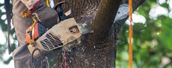 Best Lawn Irrigation Installation and Maintenance  in Parksdale, CA
