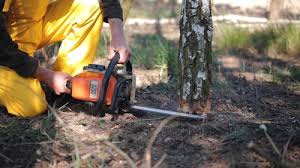 How Our Tree Care Process Works  in  Parksdale, CA