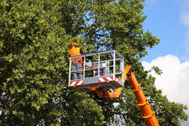 Best Tree and Shrub Care  in Parksdale, CA
