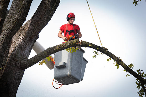 Best Stump Grinding and Removal  in Parksdale, CA