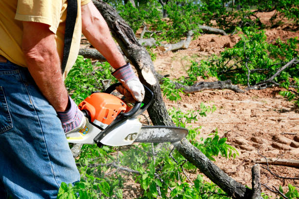 Best Storm Damage Tree Cleanup  in Parksdale, CA